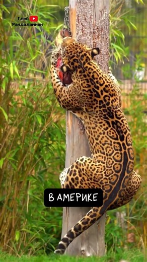 Ягуары 🐆 Зубастые Одиночки