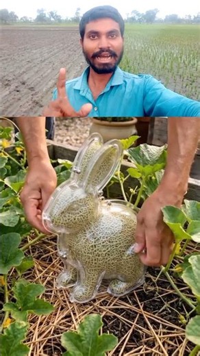This is how watermelons are farmed abroad 👍 #watermelon #melonfarming #melonfarm #farminglife