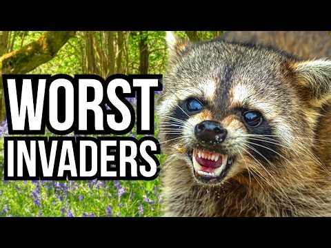 Ranking 9 Of The Worst Invasive Species By The Size Of Their Invasive Populations