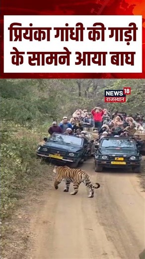 Tiger Came in Front of Priyanka Gandhi’s Gypsy : जंगल में रोमांचक पल | Priyanka Gandhi | N18S | Top