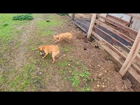 Farm rat control with terriers