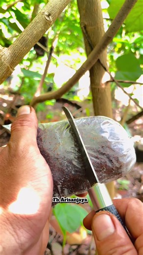 Successful Air Layering Techniques for Bonsai Trees