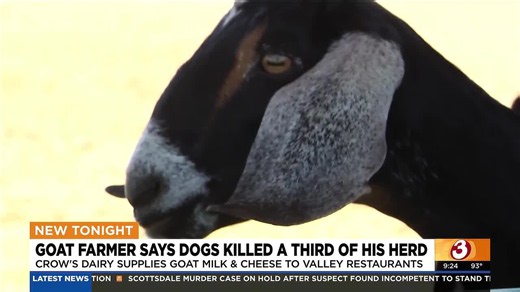 Dozens of goats killed in animal attack at Buckeye dairy farm
