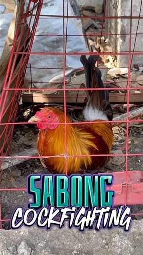For Sabong , Cockfighting Rooster , Philippines