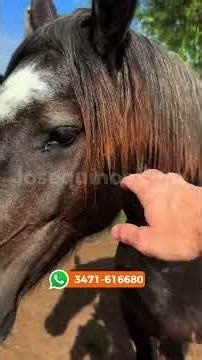 Potro percheron puro tordillo negro para domar $2.500.000 LOSEQUINOS.COM