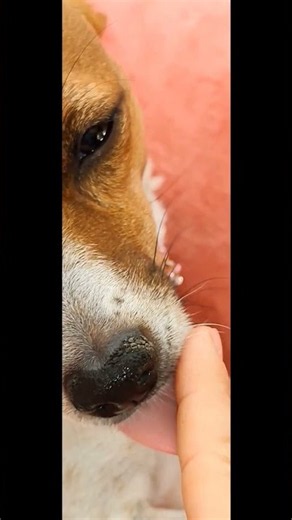 💞 Endless Warmth #pets #doglover #dog #jackrussell #jackrussellterrier