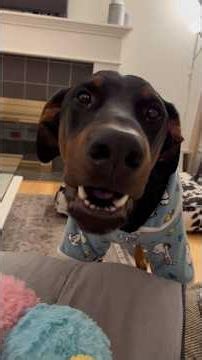 This is my dog Cowboy ❤️