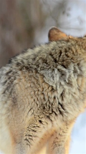 Happy Wolf Awareness Week! | Defenders of Wildlife