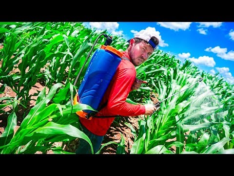 O REI DO GADO ME FEZ PASSAR VENENO NA PLANTAÇÃO DE MILHO DA FAZENDA