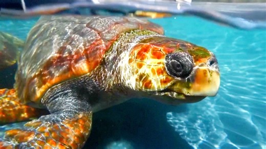 Loggerhead sea turtles stage a comeback; global warming may be helping