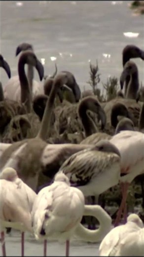 The First Flight of a Flamingo