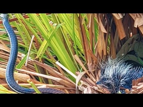 Brutal Nature Caught on Camera: Snake vs Baby Bird Survival Fight