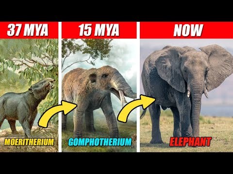 If Elephant Evolved in SPORE from Natural Selection