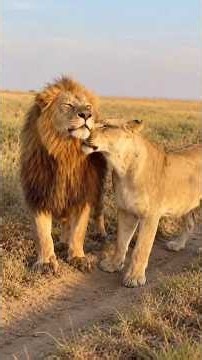 Dad Lion Is More Interested in Mom Than the Cubs | Serengeti National Park | Travins World