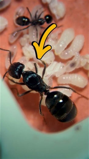 Microscope surprise! The ant colony did what?