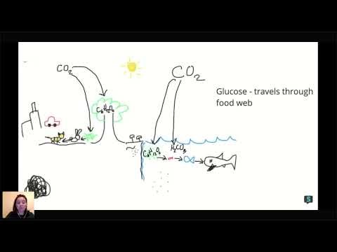 AP Environmental Science - The Carbon Cycle