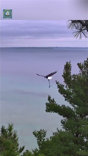 Harry or Harriet: Eagle Carrying Another Stick North! 🦅😯 9-15-26