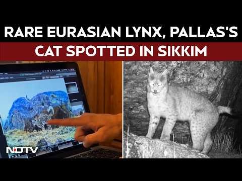 Sikkim News | Eurasian Lynx, Palla's Cat: Elusive Wildlife Species Captured In Sikkim