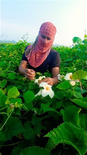Spiny Gourd Hand Pollination — Simple and Effective Method! #shorts