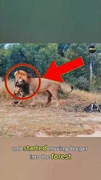 Lion vs Wild Dogs | Brave Pack Tries to Save Their Friend from Lion King Attack | Wildlife Moments😲