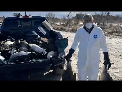 Bird flu outbreak grows on Long Island