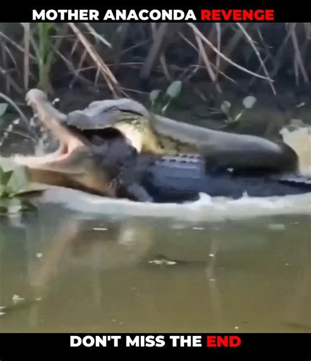 Crocodile V/S Anaconda #shorts #viralshorts #animalplanet #animalvideos #wildlife #animal