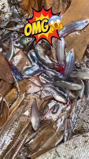 Catching wild betta fish at home #bettafishtank #betta