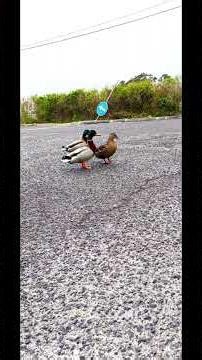 🎬💖 Tra Strade e Ricordi: Europa Vista dal Mio Camion 🚛📸