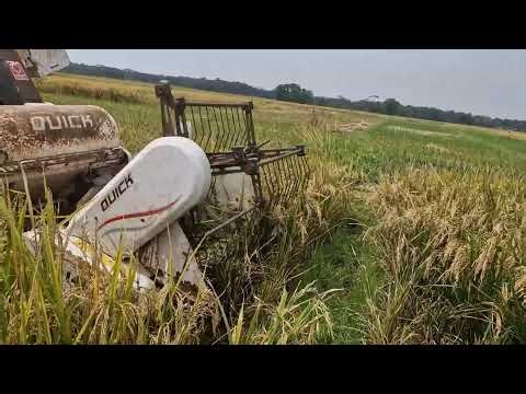 UNBELIEVABLE RICE HARVEST! MODERN MACHINES WORK FASTER THAN EVER - Agriculture Farming
