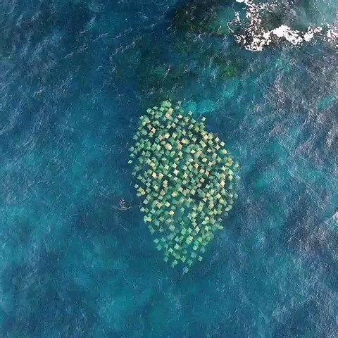 Thomas Nguyen on X: "This drone footage of a massive school of rays off Bondi Beach is breathtaking. Sydney’s coastline never fails to show how rich and beautiful Australia’s marine life is. Moments like this make you appreciate the natural wonders around the city." / X