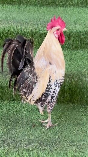 Fresh Deai Murghi Karahi in Ajman and Kala Rahj Fried, Grill and boneless Fried Fish Deal at TAF Restaurant Ajman #sharjah #dubai #uae #uaefoodblogger #nabeel