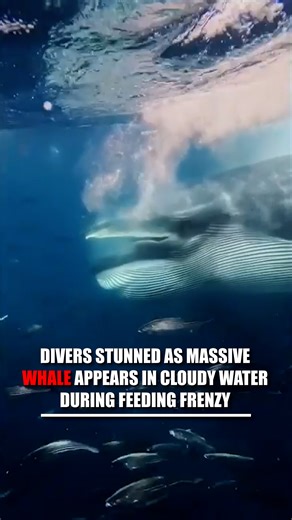 DIDN'T SEA THAT COMING: Divers were stunned when a massive whale suddenly appeared in cloudy water — taking a huge bite of a sardine bait ball off Mexico’s coast. | Fox News