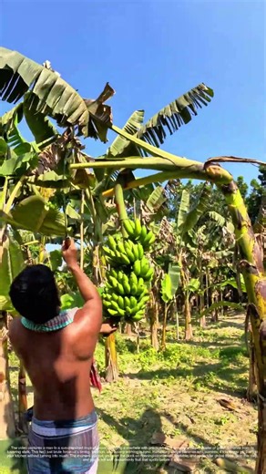 Chopping Down Nature’s Grocery: Why Farmers Harvest Banana Bunches Before They Ripen