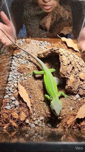 Anole Catches Cockroach! (Amazing Hunter)