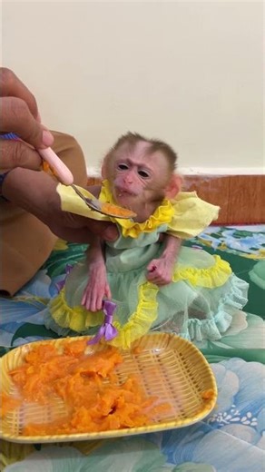 Mommy Care Newborn Baby Monkey So Much