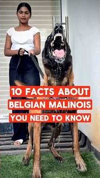 10 Facts About Belgian Malinois You Need Ti know #dogbreed #belgianmalinois
