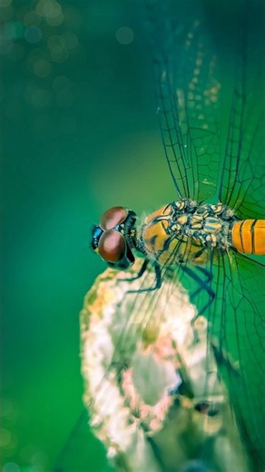 How I Captured This Dragonfly Up Close 📸 | Macro Photography #Shorts