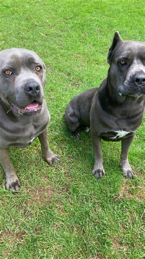 Cane Corso Bella & Banjo.