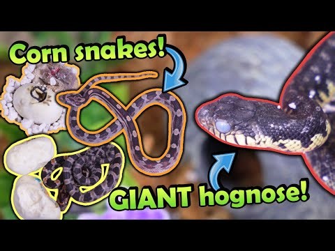 Corn Snakes & Madagascar Giant Hognoses Hatching!