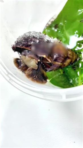 #fyp #usa #mosquito #bee #leech | mosquito