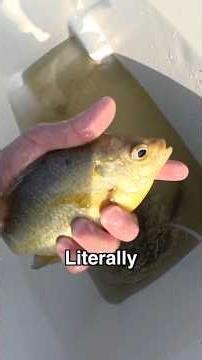 Using BIG LiveBait And This HAPPENED🤯 (UNREAL RESULTS)