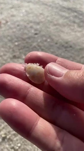 Unique Beach Shell Find #shorts