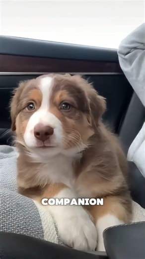 One of the Smartest Dogs Ever Created 🧠🐾 #dogs #australianshepherd