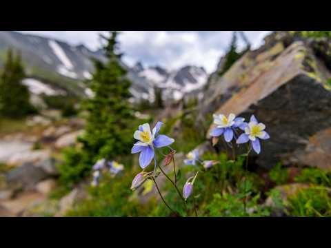 "The Flowers of August" Beautiful Relaxing Music, Peaceful Soothing Instrumental Music by Tim Janis