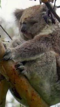 Koalas: When Stupidity is a Survival Strategy #Koala #Animals #Shorts
