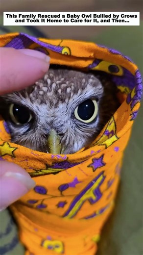 This Family Rescued a Baby Owl Bullied by Crows and Took It Home to Care for It, and Then…