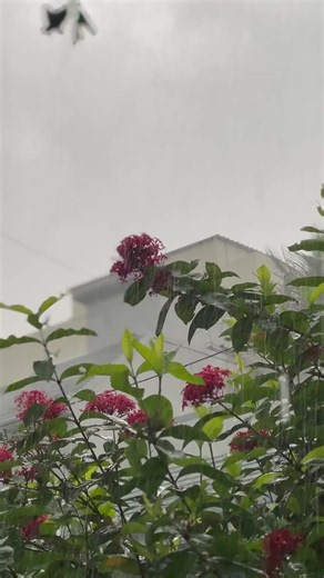 Rainy🫠 | Rainy day in nature video, Rainy day in garden video, Picture of rainy weather