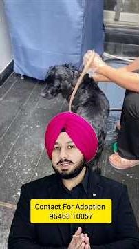 Cookie – A Smart & Loving Black Labrador Looking for a Forever Home 🐾