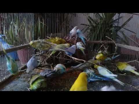 Colorful Budgies Flying in Perfect Harmony 🌈🕊️ #BirdFlight #RainbowBirds #RelaxingNature #BudgieLi