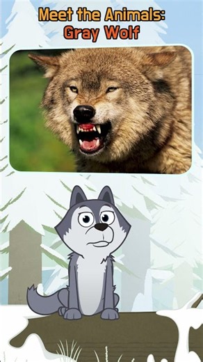 Meet the Gray Wolf! | Amazing Animal Facts #Shorts